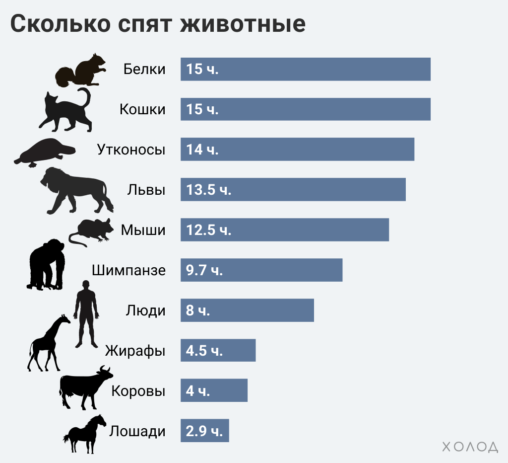 Зачем нужен сон? И сколько нужно спать, чтобы высыпаться?