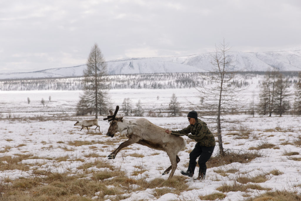 Как живут оленеводы. Фотограф Алексей Васильев