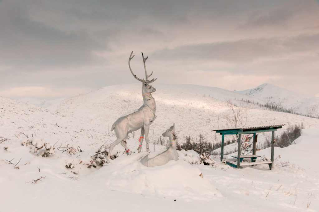 Олень — один из символов Якутии. Фотограф Алексей Васильев